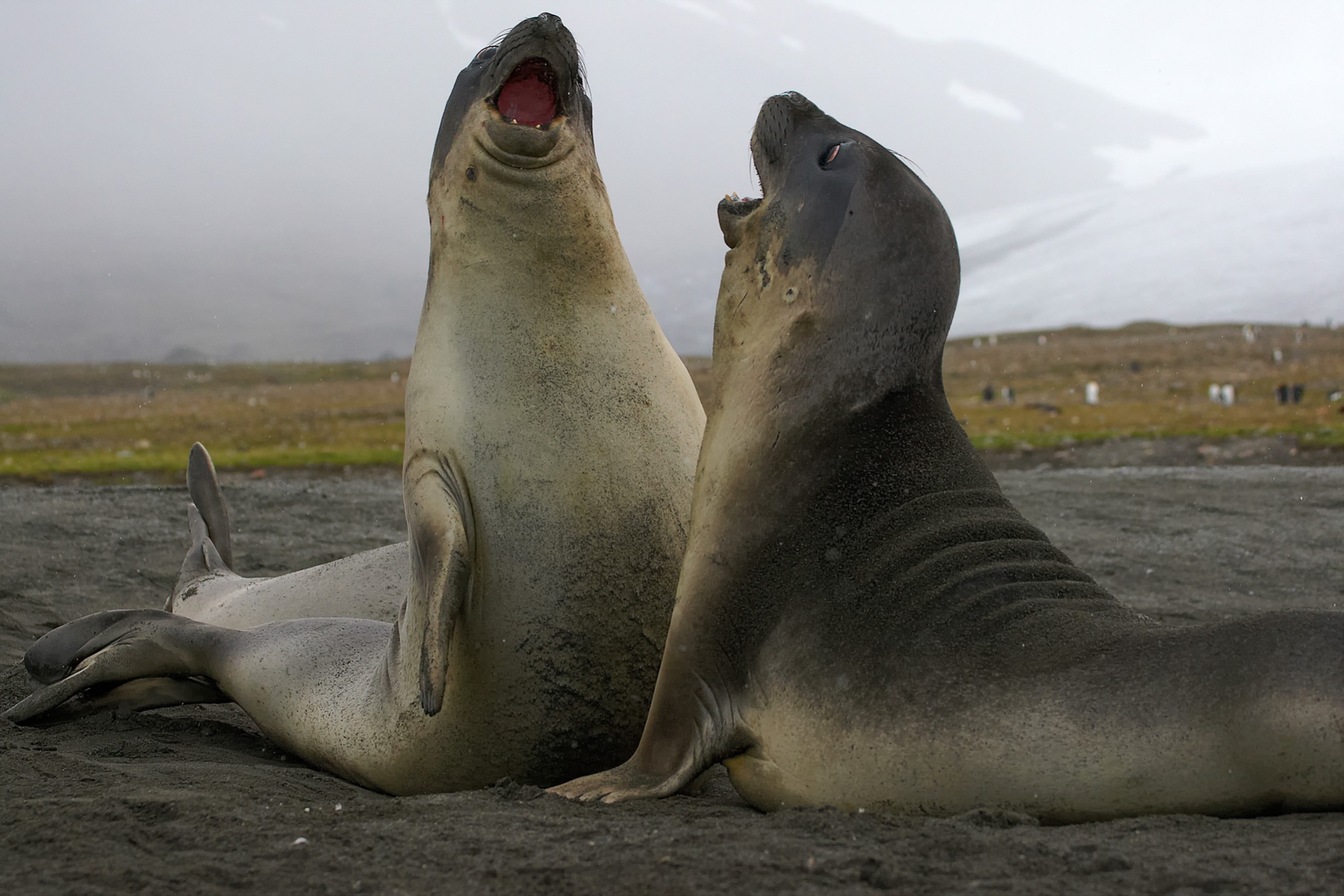 elephant seals fighting at St. Andrews Bay