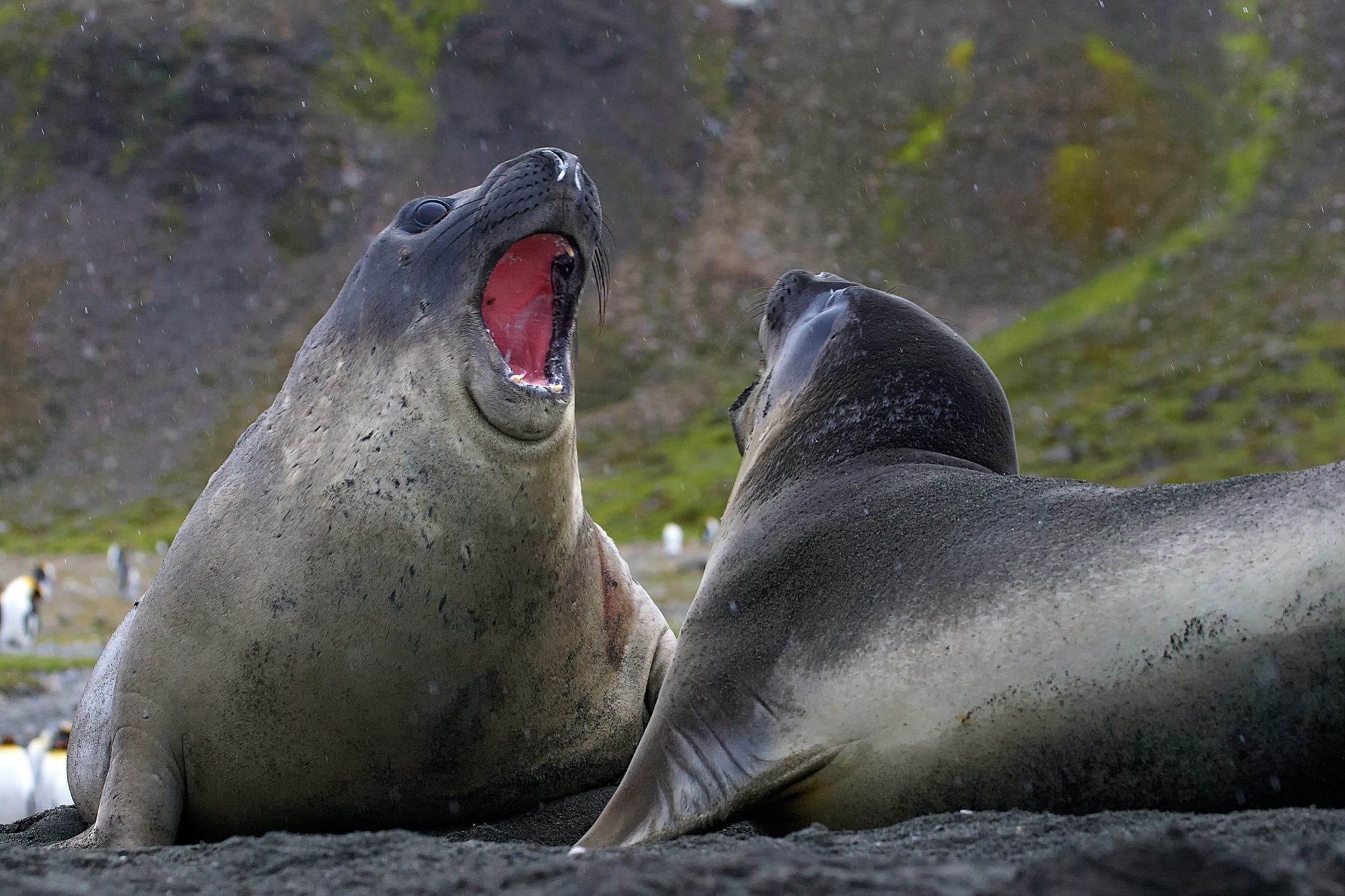elephant seals fighting at St. Andrews Bay