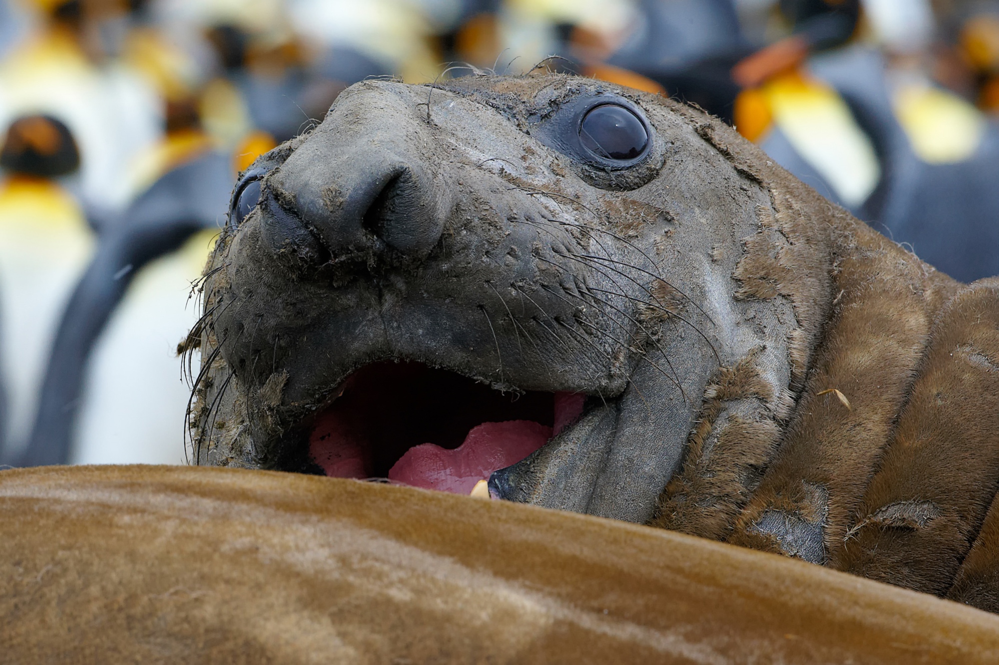 elephant seals at St. Andrews Bay