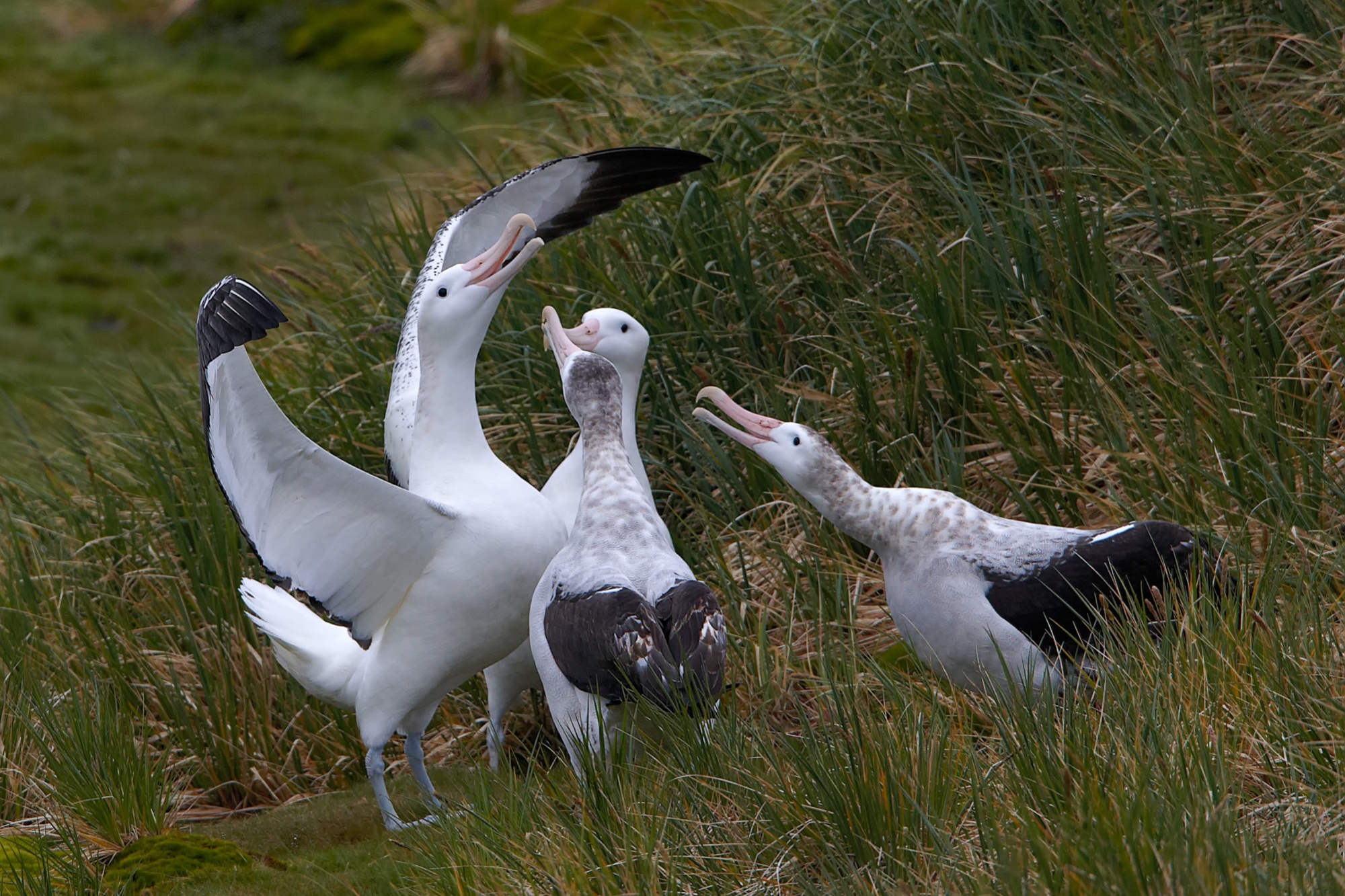 courting wandering albatross at Prion Island