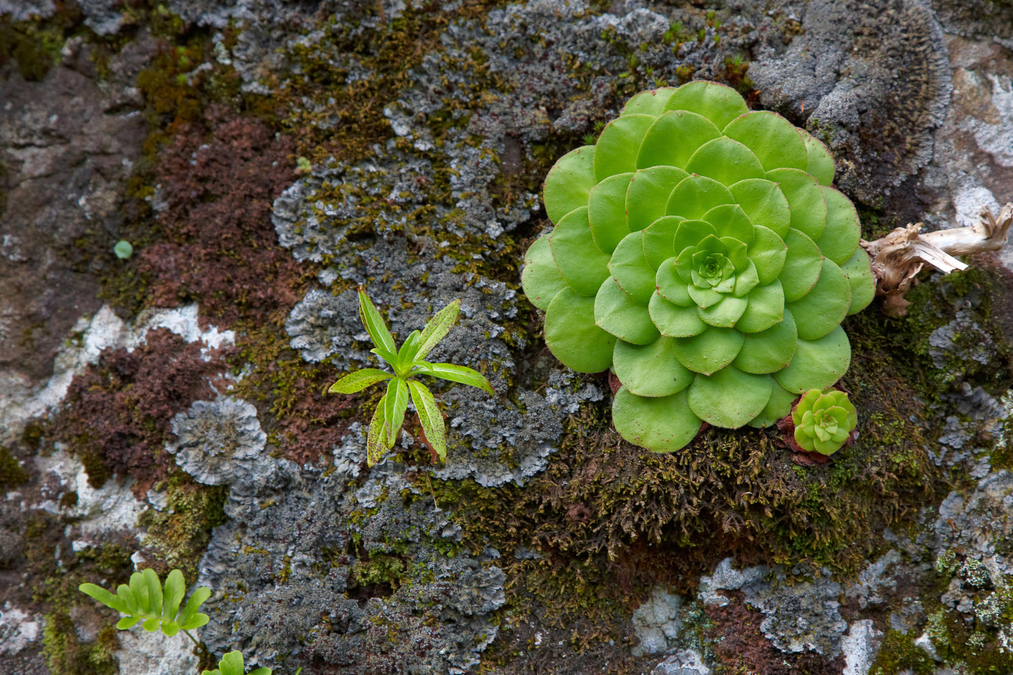 houseleek along a levada