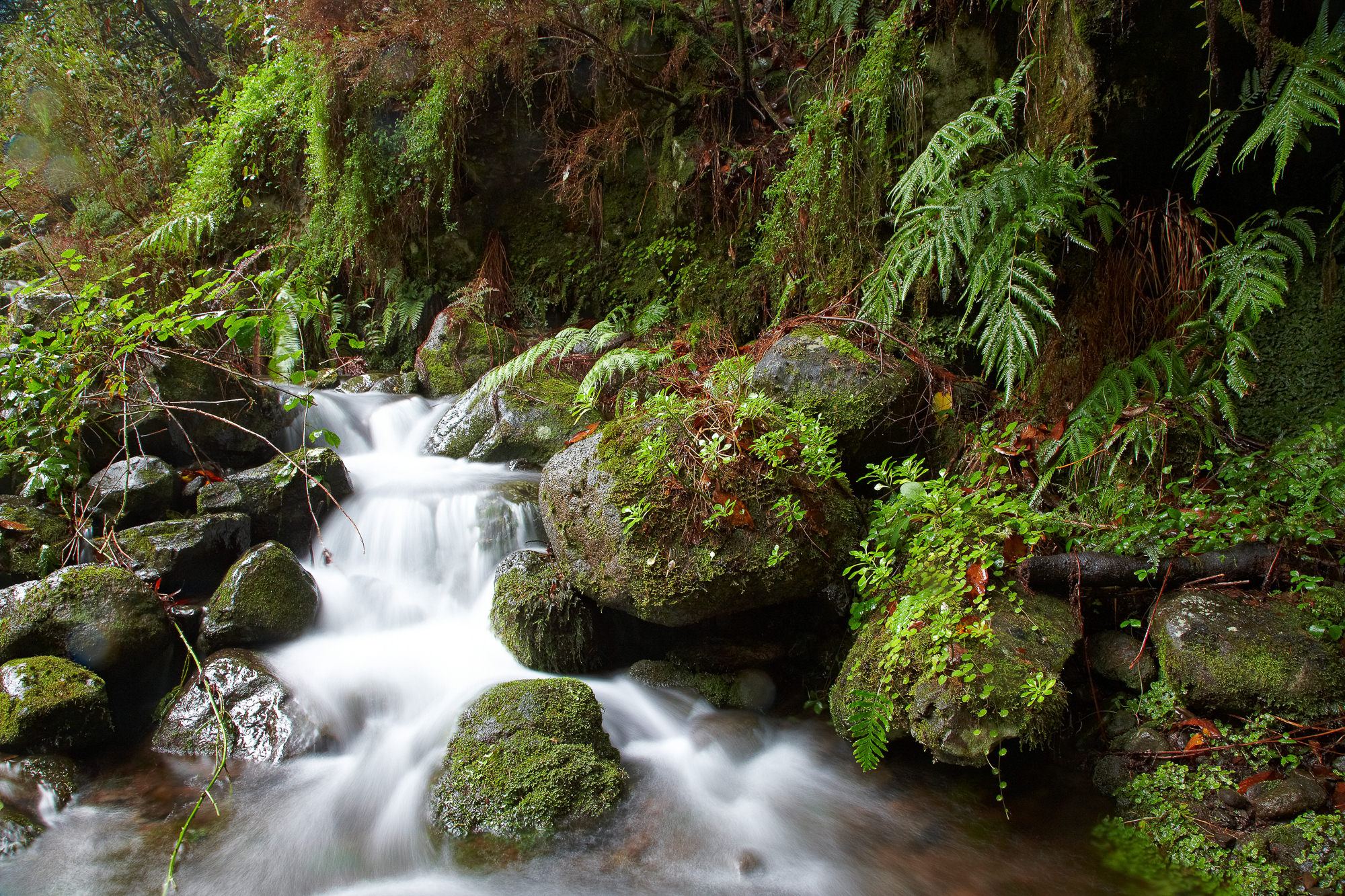 brook in the laurel forest