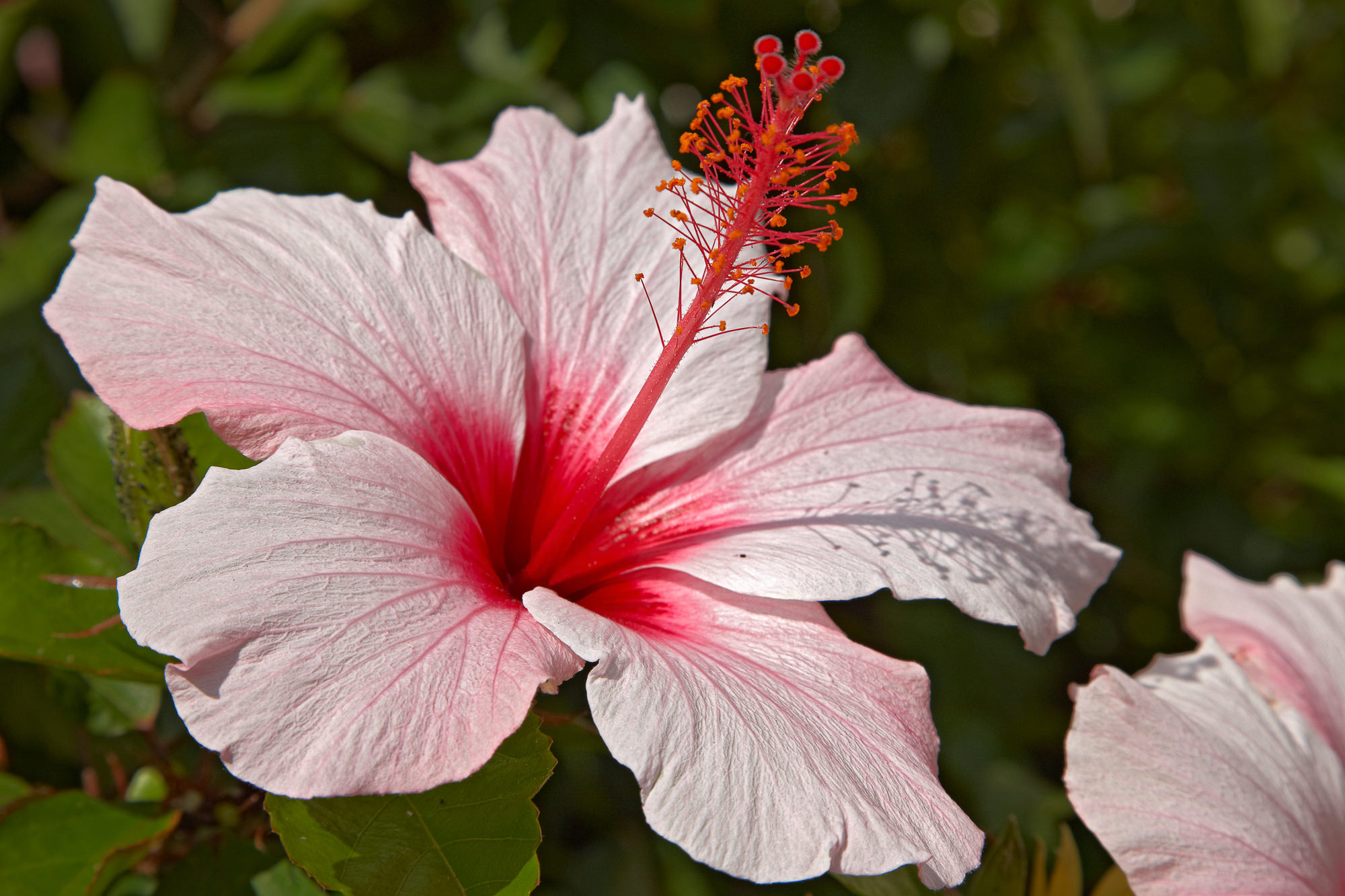 hibiscus flower