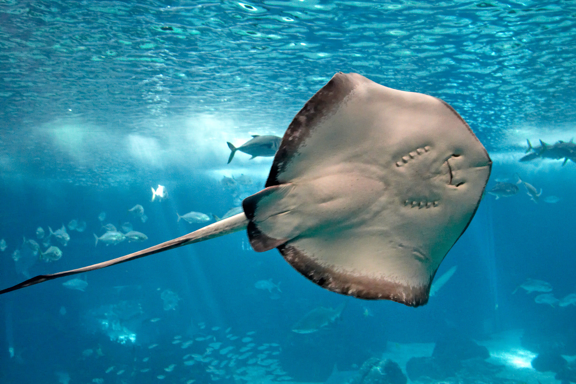 Oceanário de Lisboa