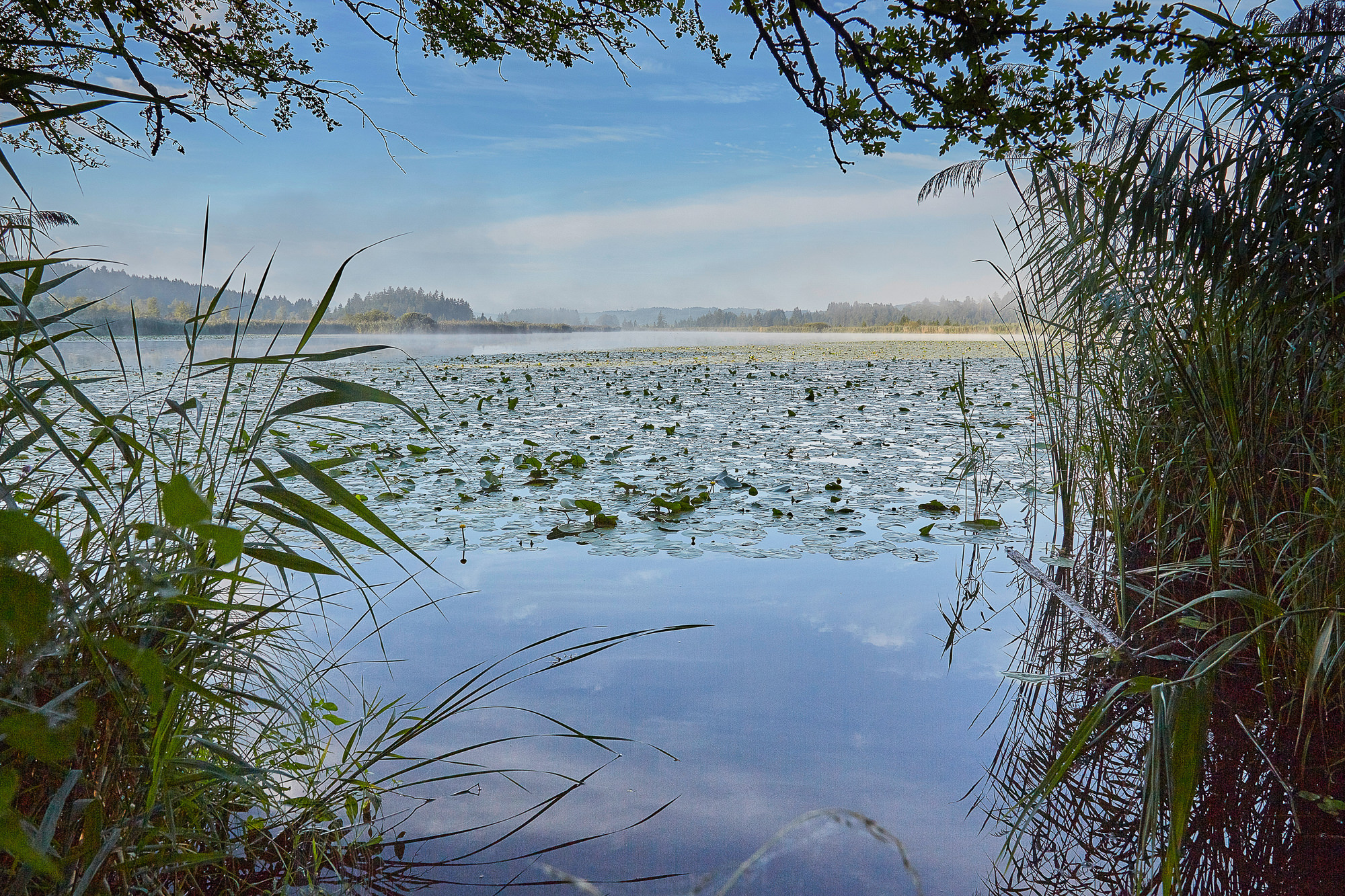 lake Maisinger See in August