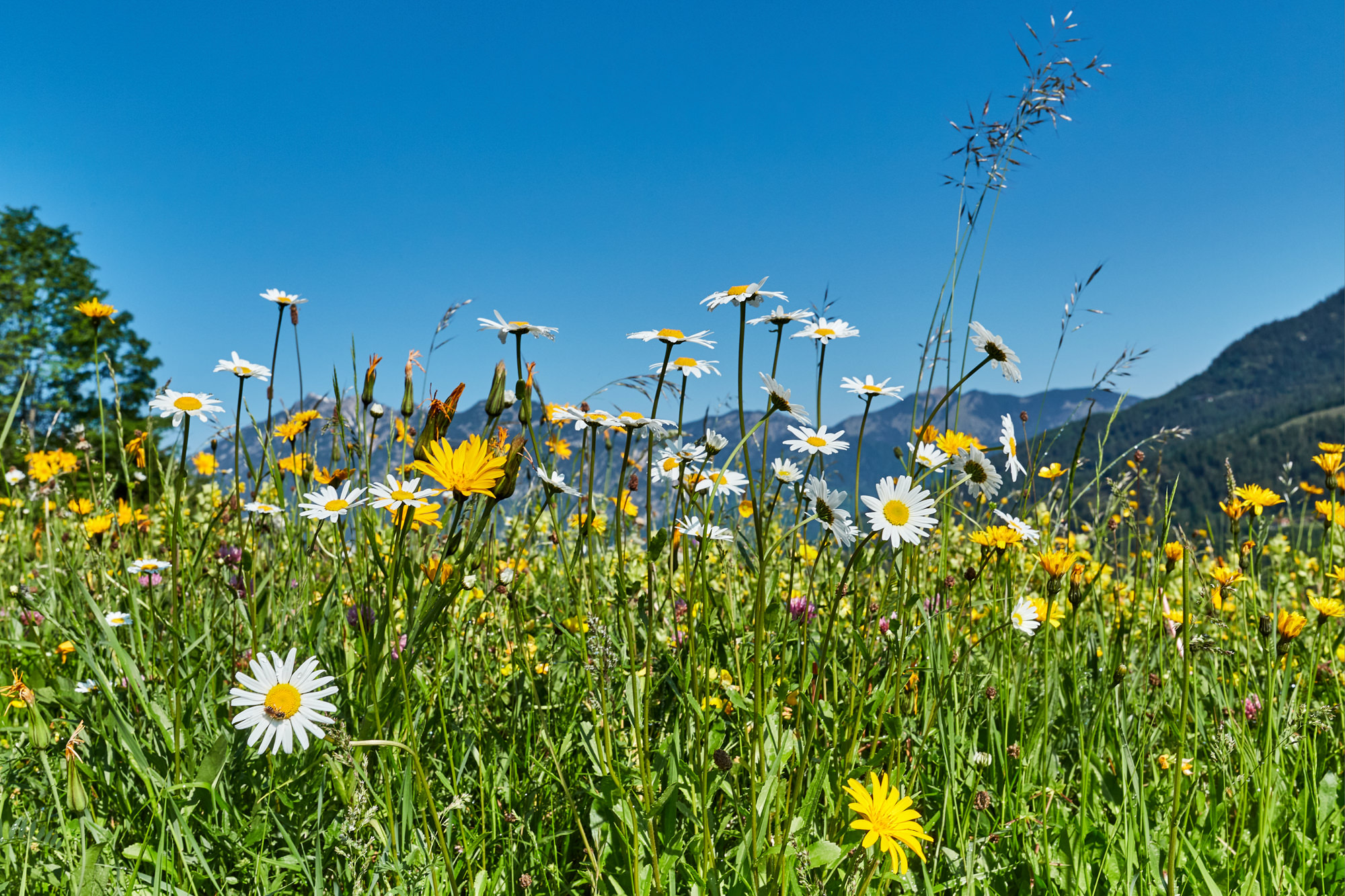 mountain meadow in the bavarian alps
