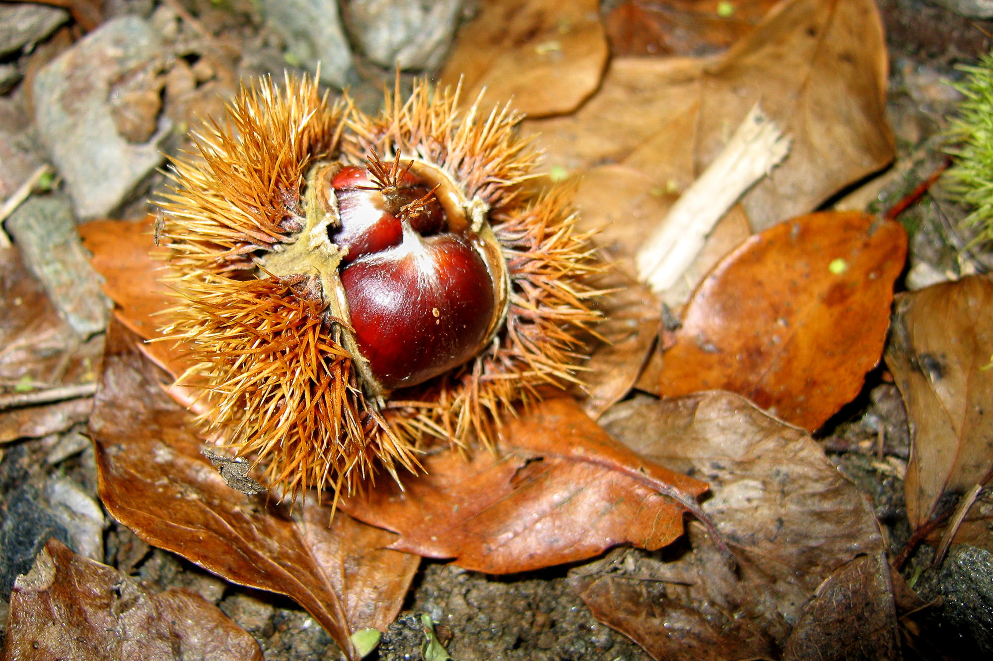 Day 7: From Conques to Decazeville, sweet chestnuts