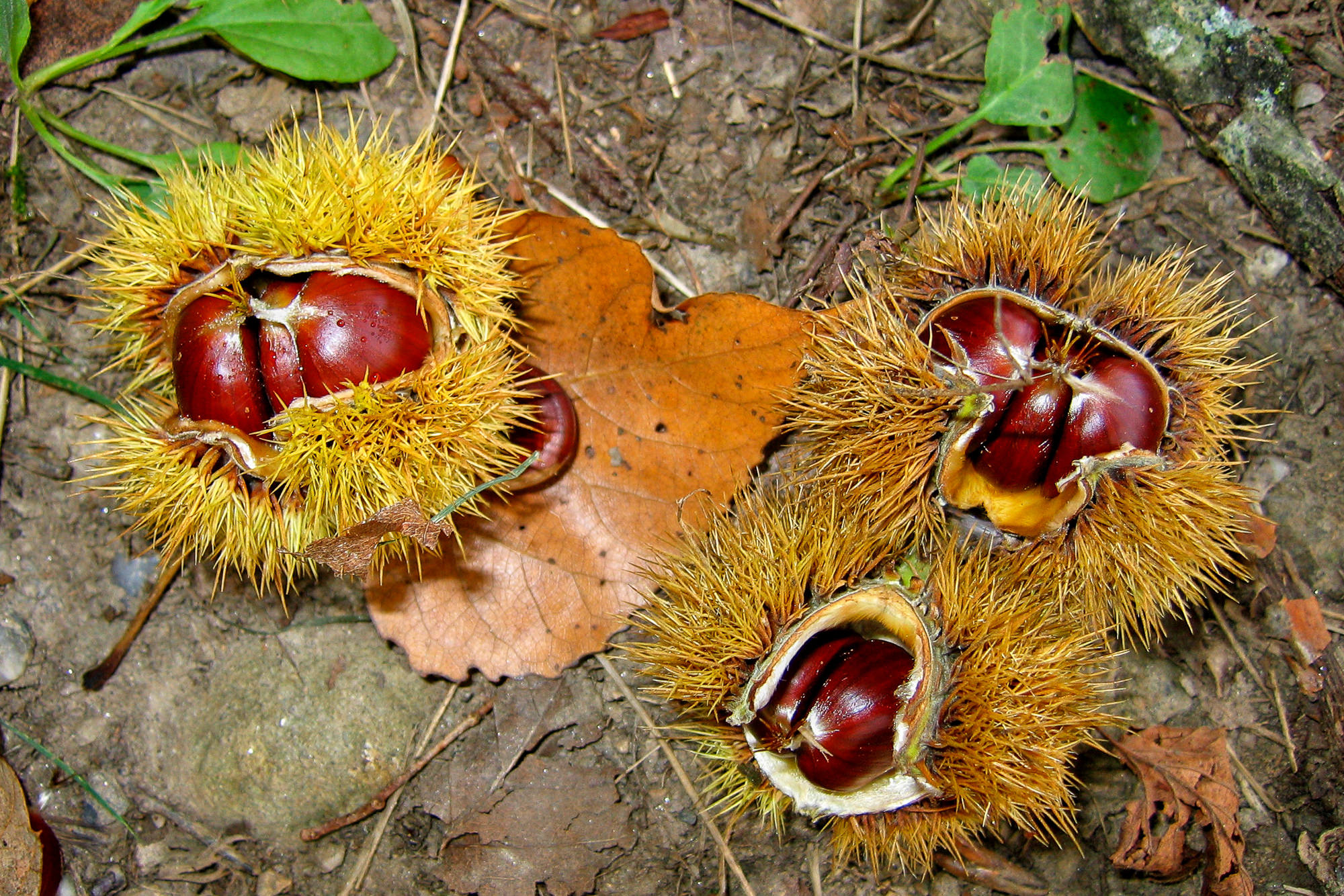 Day 8: From Decazeville to Figeac, sweet chestnuts