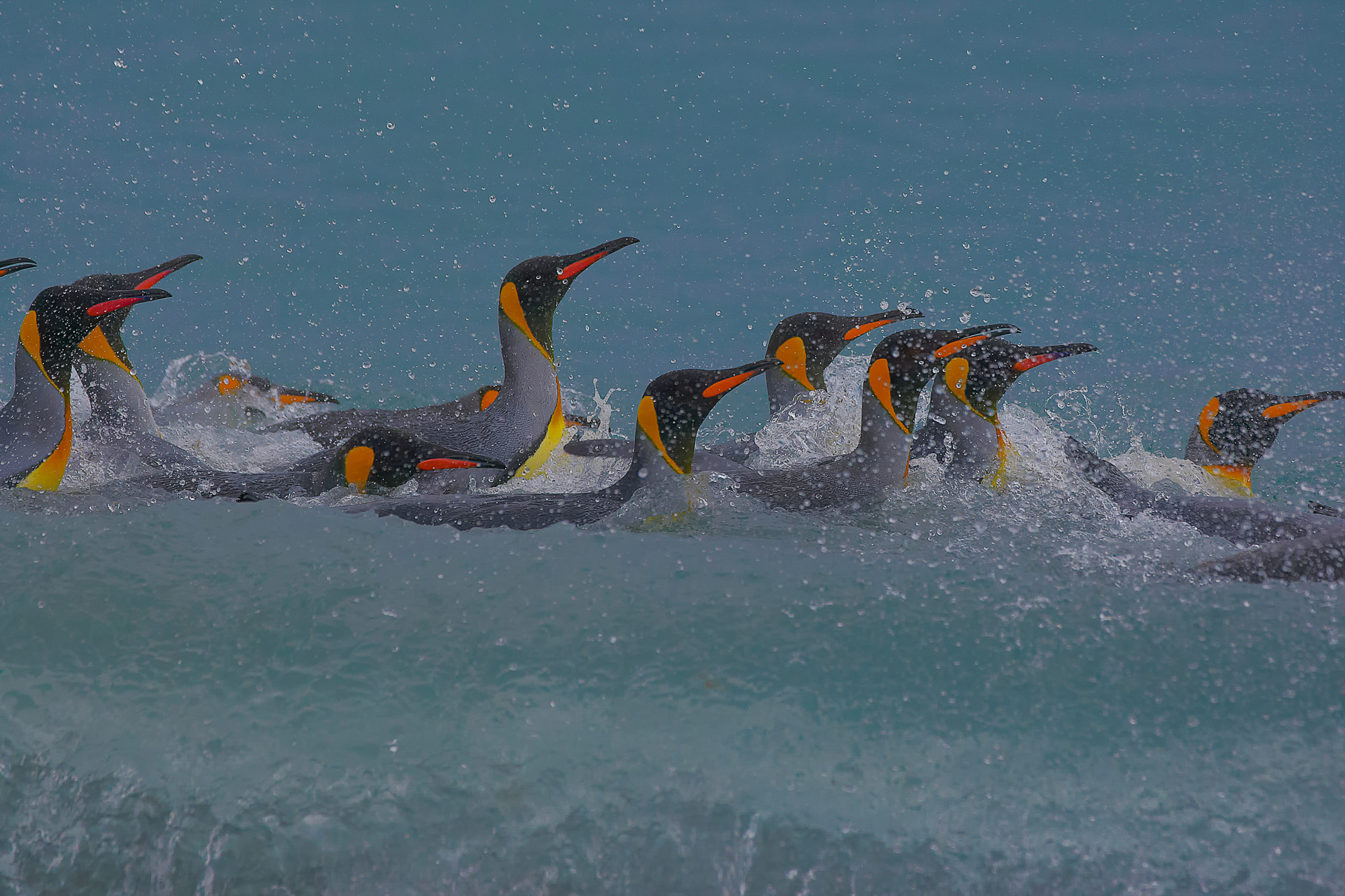 bathing day with the king penguins